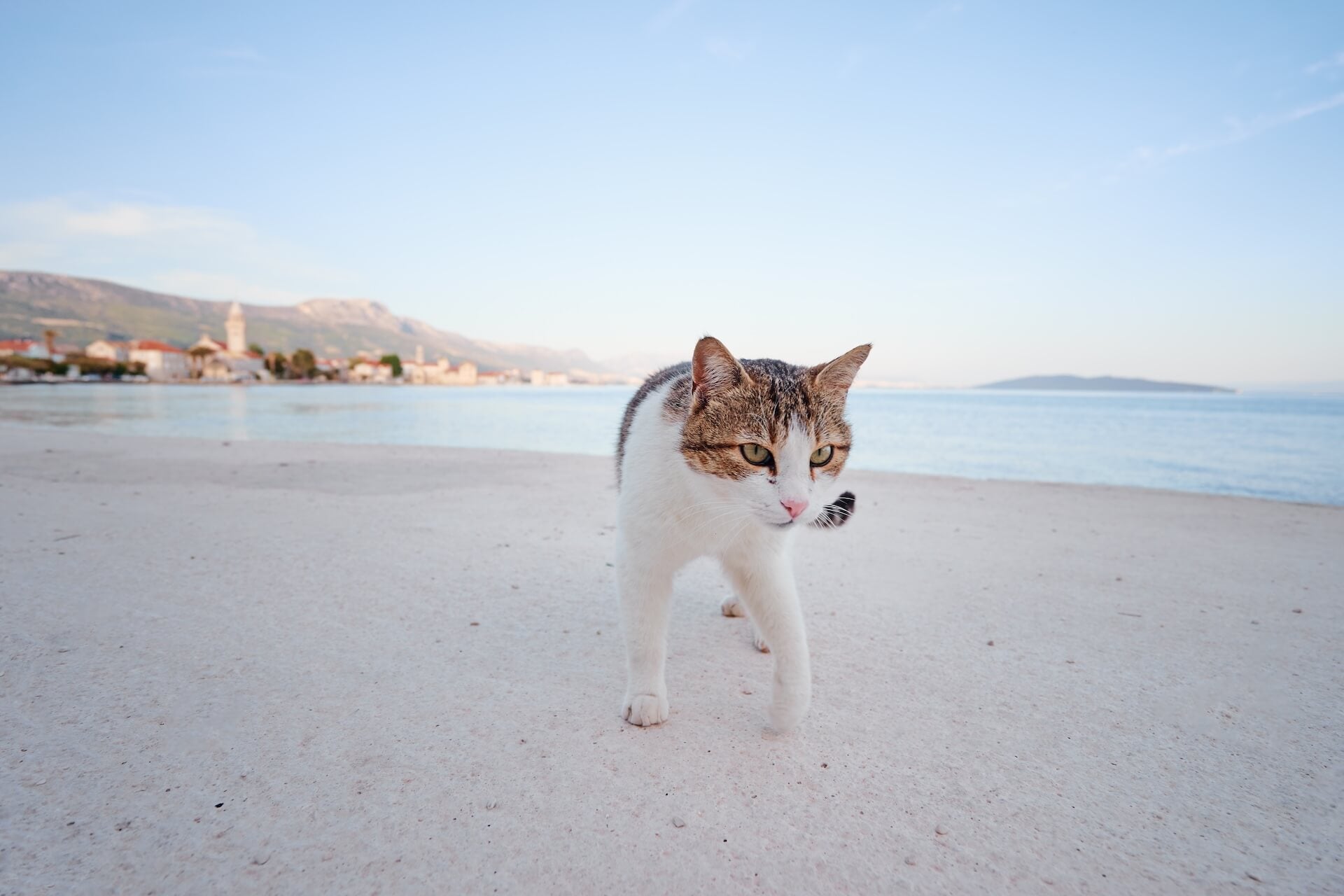 Huntington Beach Veterinary Clinic