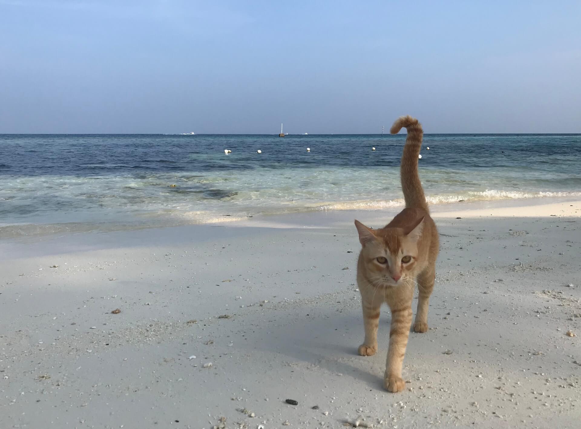 Veterinary Hospital in Huntington Beach Mobile